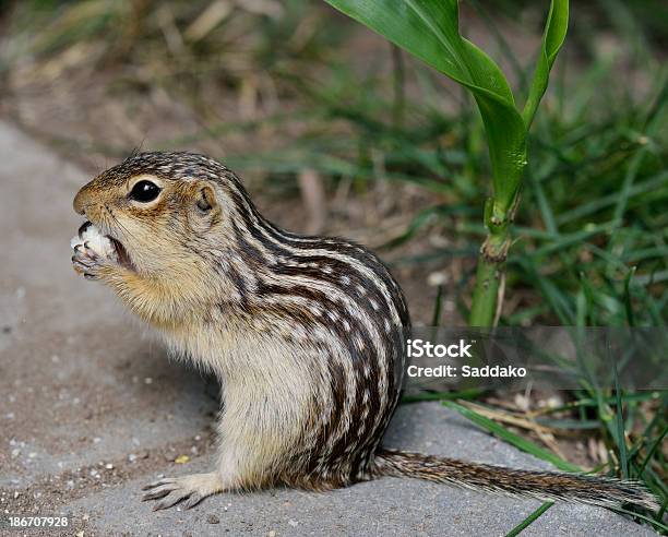Thirteenlined Ground Squirrel Stock Photo - Download Image Now - Ground Squirrel, Spotted, Animal