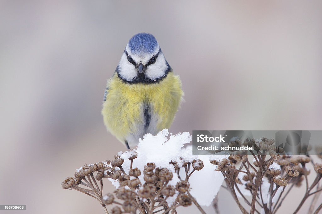 Blaumeise im winter - Lizenzfrei Beige Stock-Foto