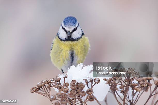 Foto de Parus Caeruleus No Inverno e mais fotos de stock de Animal - Animal, Asa animal, Ave canora