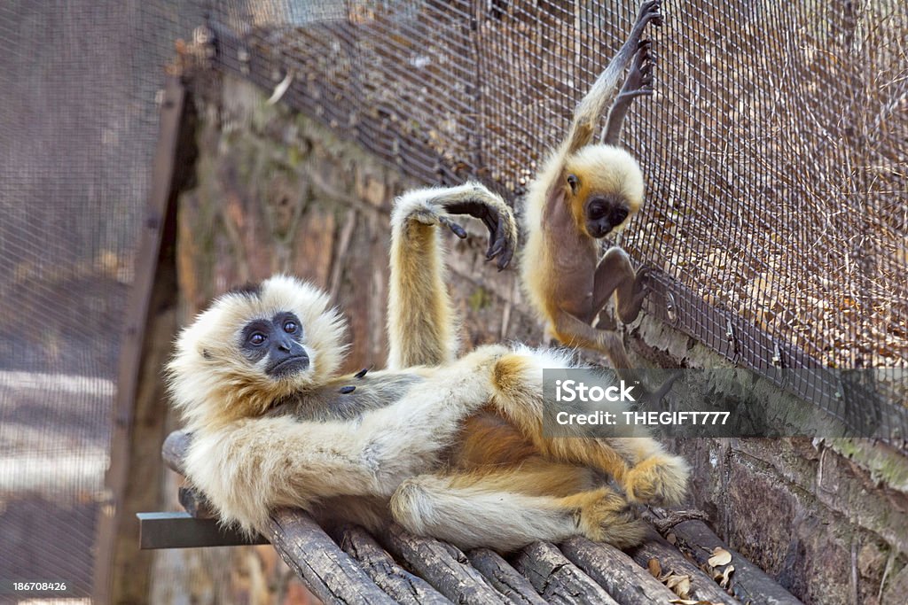 노란색 Cheeked 기번 및 아기 - 로열티 프리 긴팔원숭이 스톡 사진