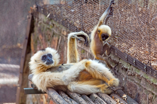 Yellow Cheeked Gibbon seen playing with his baby offspring.