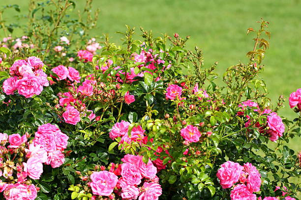 A pink rosebud from Rosa indica basking in warm sunlight against a blurred green leafy background. Highlights the elegance of nature's intricate design, inviting contemplation and joy.