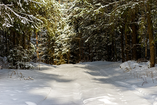 Snowy trail path in the winter coniferous forest.Cold sunny winter snowy morning.