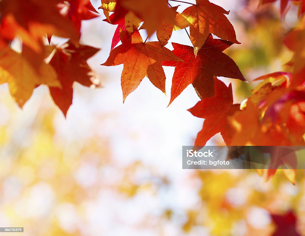 Hojas otoñales - Foto de stock de Otoño libre de derechos