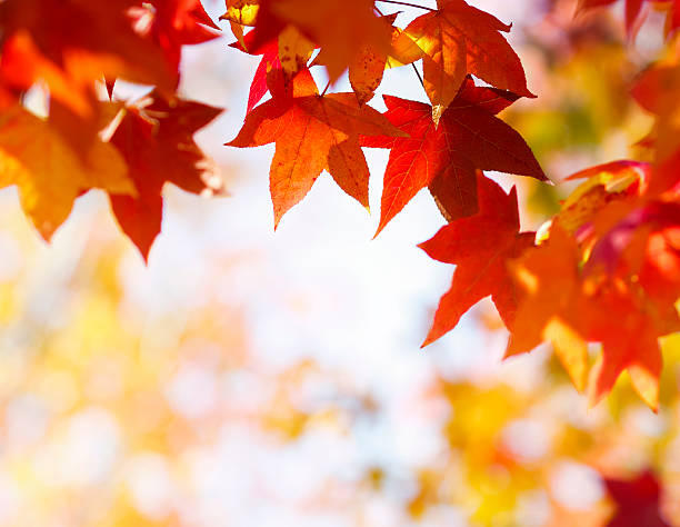 foglie d'autunno - vibrant color horizontal japan branch foto e immagini stock