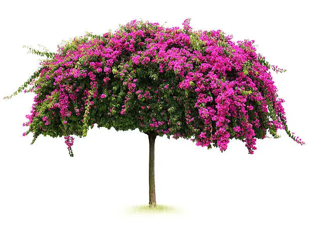 tree and flowers