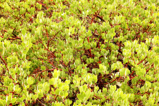 Manzanita plant Arctostaphylos leaves and branches saturated and brilliant following rainfall.