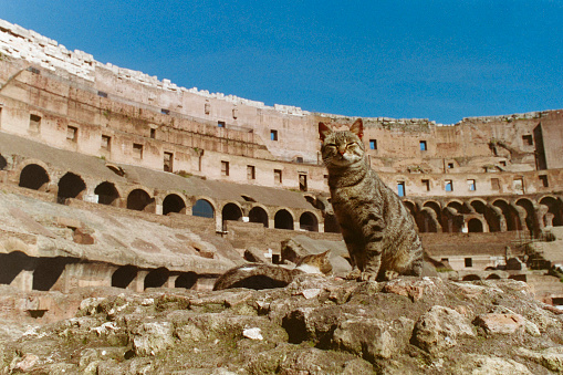 Archival 1994 film photograph of feral cat enjoying the sun in the historic Coliseum building in Rome Italy.