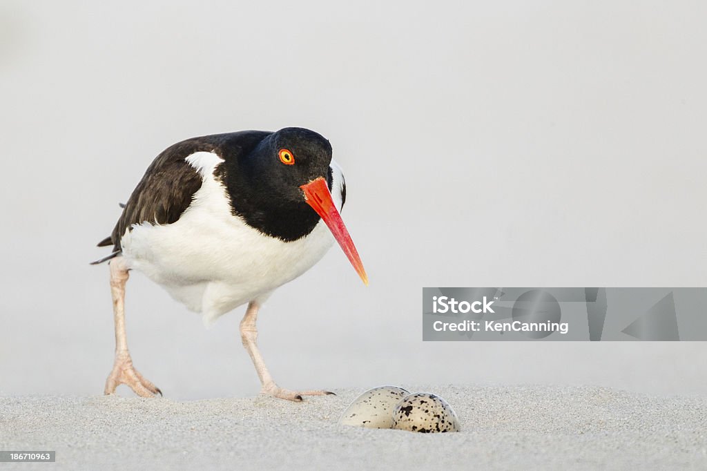 Ostrero Nest con huevos - Foto de stock de Ostrero americano libre de derechos