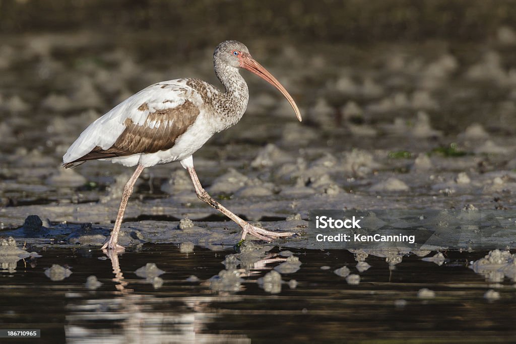 Ibis blanc Juvenile - Photo de Amérique du Nord libre de droits