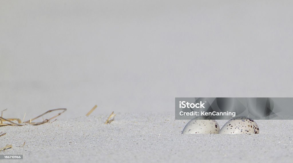 ミヤコドリ巣、卵 - アメリカミヤコドリのロイヤリティフリーストックフォト