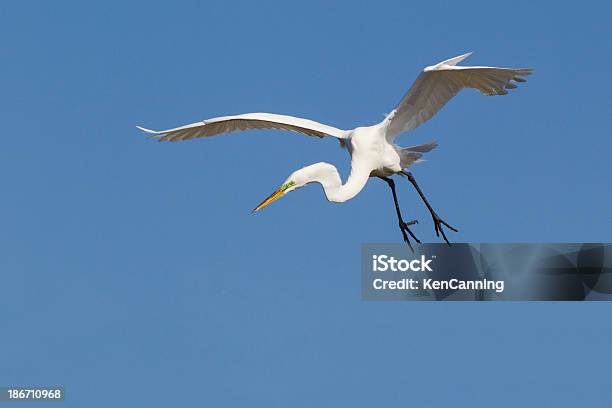 Photo libre de droit de Grande Aigrette banque d'images et plus d'images libres de droit de Aigrette - Aigrette, Aile d'animal, Amérique du Nord