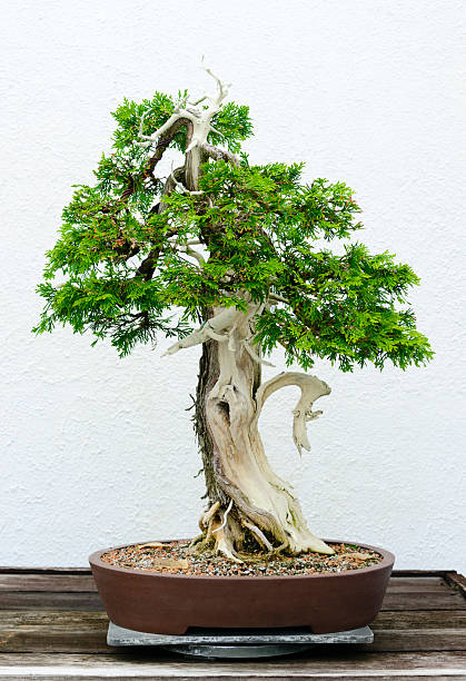 istock Bonsai tree -XXXL 186711015