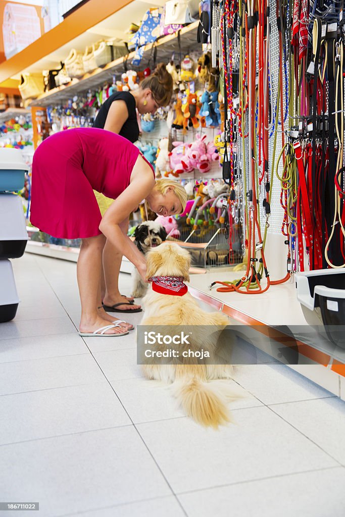 Linda Labrador Dourado e Terrier Tibetano em loja de animais de estimação - Foto de stock de Animal royalty-free