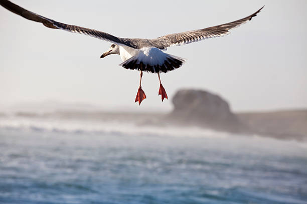 Bird "s Eye View di volo di gabbiano - foto stock