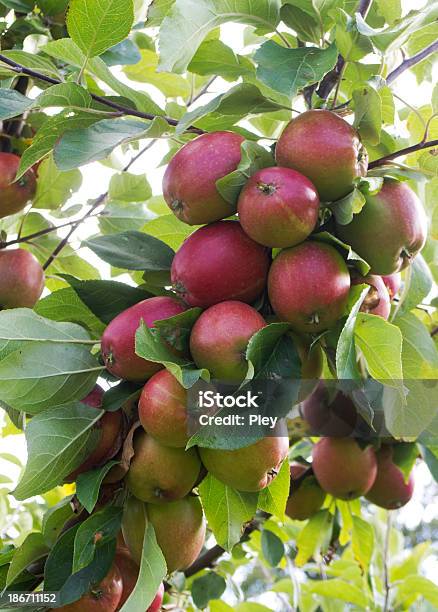 Äpfel Auf Dem Baum Stockfoto und mehr Bilder von Apfel - Apfel, Apfelbaum, Apfelgarten