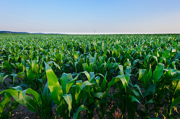 Corn Field stock photo