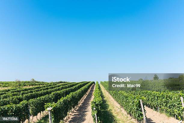 Winnica - zdjęcia stockowe i więcej obrazów Austria - Austria, Burgenland, Pole