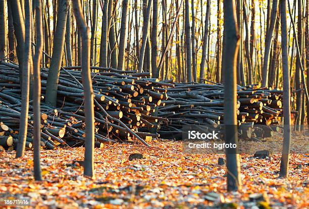 Brennholz Stockfoto und mehr Bilder von Abholzung - Abholzung, Bauholz, Baum