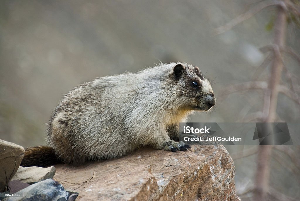 Hoary Marmot on a Boulder This Hoary Marmot (Marmota caligata) is perched on a boulder alongside the Highline Trail near Logan Pass in Glacier National Park, Montana, USA. Animal Stock Photo