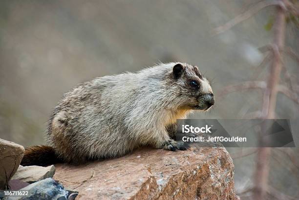 Hoary Marmot On A Boulder Stock Photo - Download Image Now - Animal, Animal Hair, Close-up