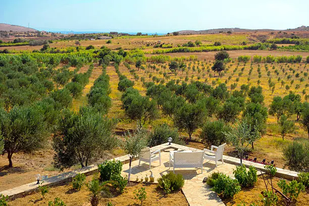 Vineyard field and olive grove, aerial view.
