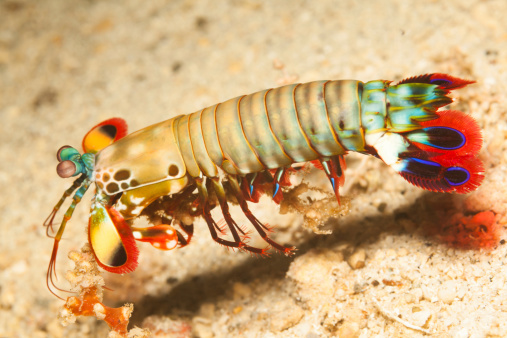 Swimming Peacock Mantis Shrimp Odontodactylus scyllarus is one of the larger, more colourful mantis shrimps commonly seen, ranging in size from 3 to 18 centimetres (1.2 to 7.1 inches). 