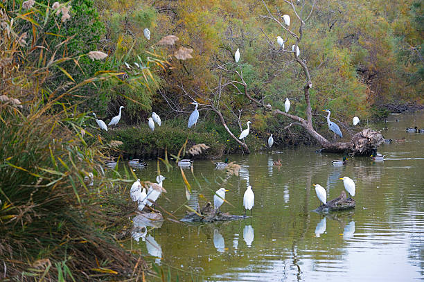 istock Egrets, mallards and herons 186711750
