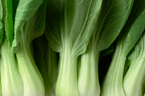 Bok choy or Pak choi (Chinese cabbage) background