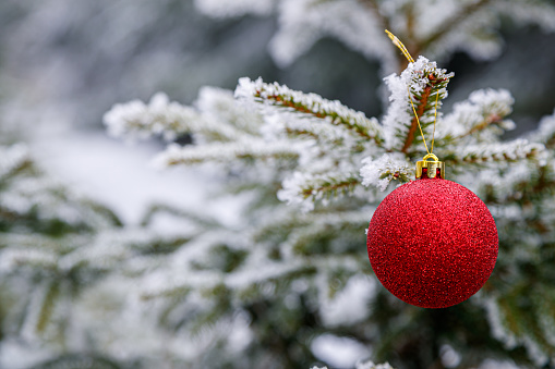Close-up on red Christmas tree bauble hanging on frosty pine tree branch