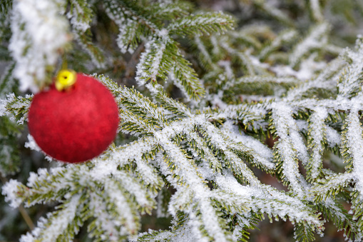 Red Christmas tree bauble hanging on frosty pine branch, close-up