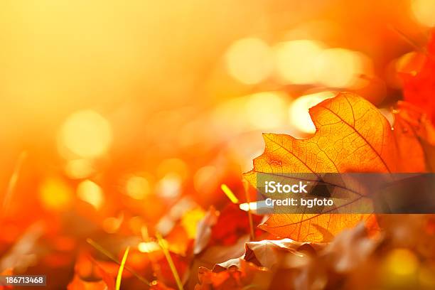 Falling Leaf Frame Stock Photo - Download Image Now - Autumn, Backgrounds, Glowing