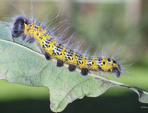istock Caterpillar of Phalera Bucephala ( Buff-tip ) 186713666