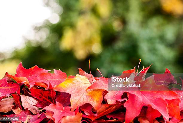 더미 의 가을 낙엽 0명에 대한 스톡 사진 및 기타 이미지 - 0명, 10월, 9월