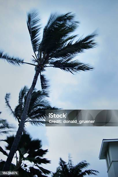 Palm Tree Buffeted By Winds Of Tropical Storm Or Hurricane Stock Photo - Download Image Now