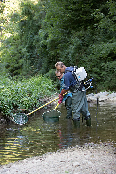 electrofishing Electrofishing is a common scientific survey method used to sample fish populations to determine abundance, density, and species composition. When performed correctly, electrofishing results in no permanent harm to fish, which return to their natural state in as little as two minutes after being stunned sheatfish stock pictures, royalty-free photos & images