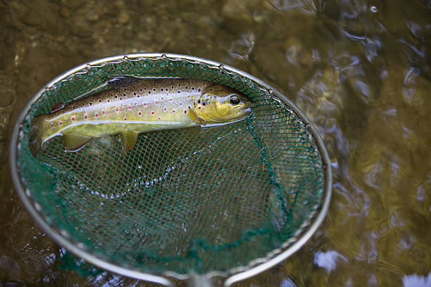 electrofishing Electrofishing is a common scientific survey method used to sample fish populations to determine abundance, density, and species composition. When performed correctly, electrofishing results in no permanent harm to fish, which return to their natural state in as little as two minutes after being stunned sheatfish stock pictures, royalty-free photos & images