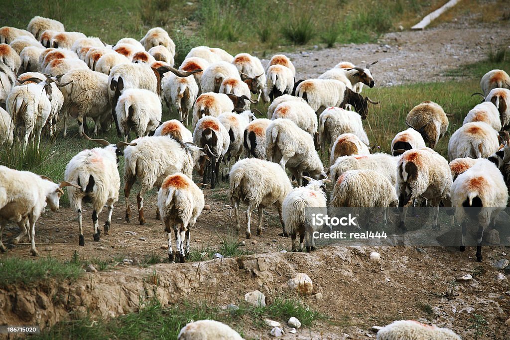 Стадо овец - Стоковые фото Без людей роялти-фри