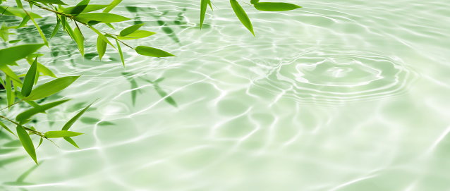 border of green bamboo leaves over sunny water surface background banner, spa nature scene with asian spirit and copy space