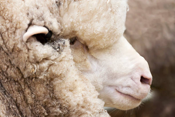 Sheep Family in New Zealand, with Young Lambs