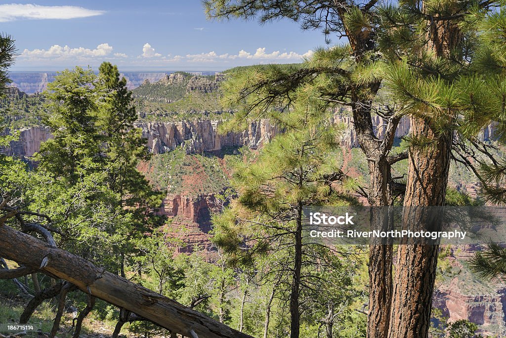 Grand Canyon, de North Rim - Photo de Arbre libre de droits