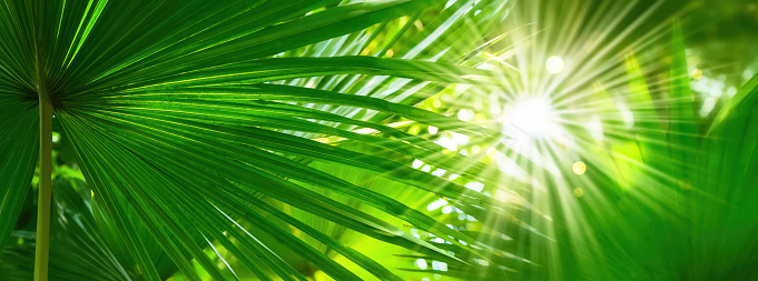 shiny sunlight in an idyllic green palm garden, tropical vegetation background banner with copy space for travel, holidays and vacation