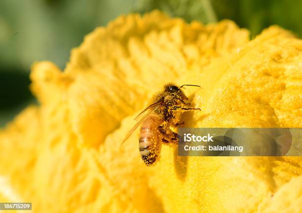 Miód Pszczoła Na Żółty Kwiat - zdjęcia stockowe i więcej obrazów Bliskie zbliżenie - Bliskie zbliżenie, Część ciała zwierzęcia, Fotografika