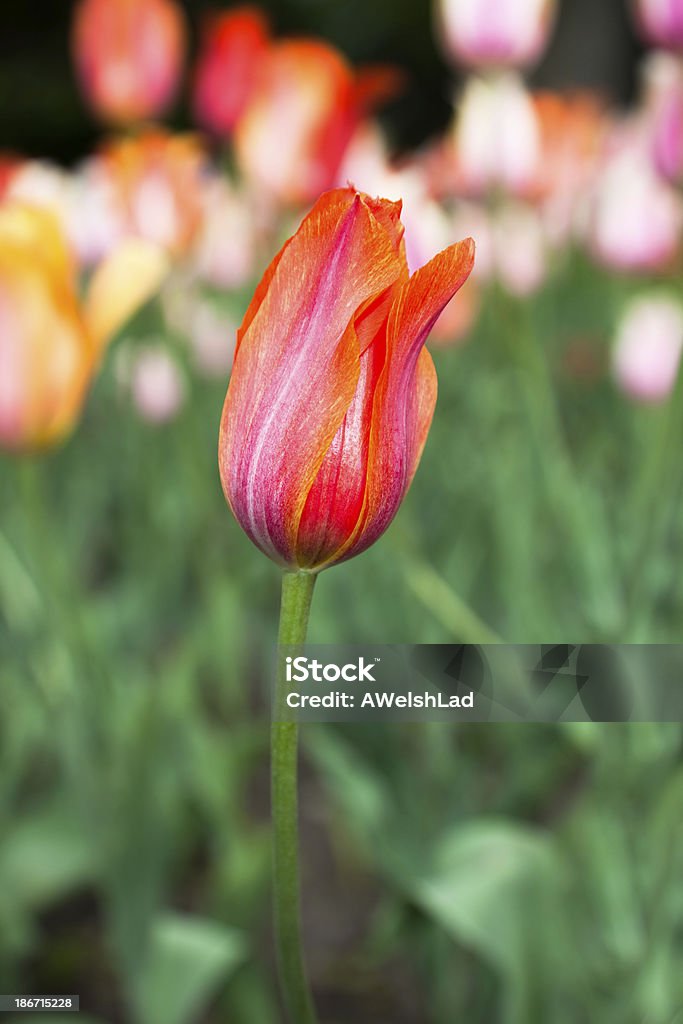 Quente colorido multi-Tulipa, fechado - Royalty-free Alimentação Saudável Foto de stock