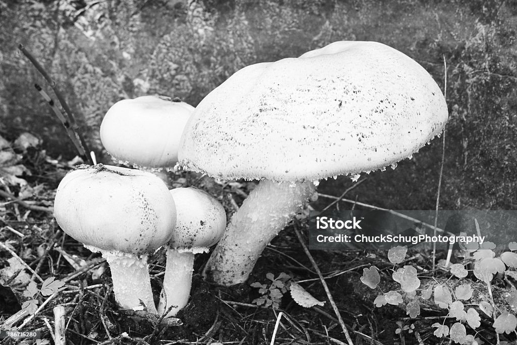 Cogumelo cogumelos Agaricus - Foto de stock de Agaricomycetes royalty-free
