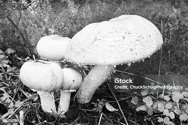 Foto de Cogumelo Cogumelos Agaricus e mais fotos de stock de Agaricomycetes - Agaricomycetes, Agaricus Campestris, Alergia