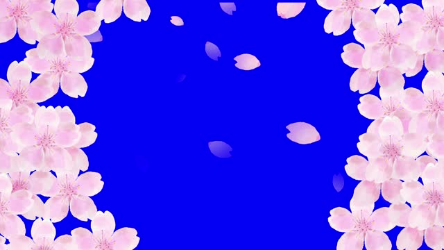 watercolor cherry blossom flowers and petals falling loop animation