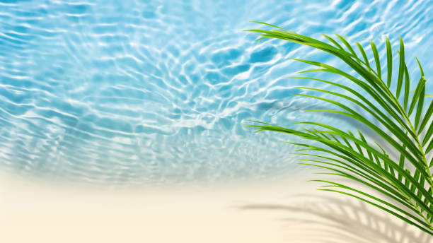 istock green palm leaf isolated on abstract sunny sand beach background with transparent water wave from above, fresh tropical nature scene backdrop for travel and holidays 1867153013