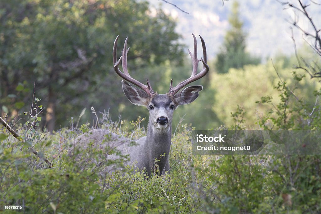 Mule Deer Buck Large muley that has just shed the velvet off of his antlers Deer Stock Photo