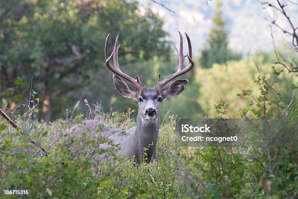 Mule Deer Buck Stock Photo - Download Image Now - Deer, Hunting - Sport, Utah